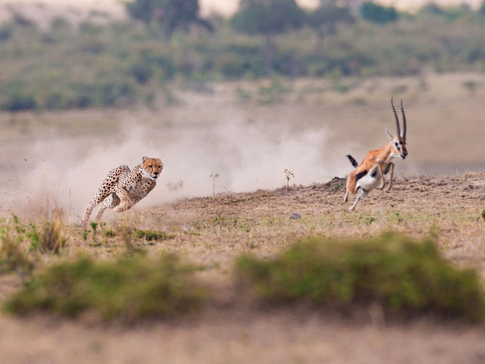 Cheetah Chases Impala