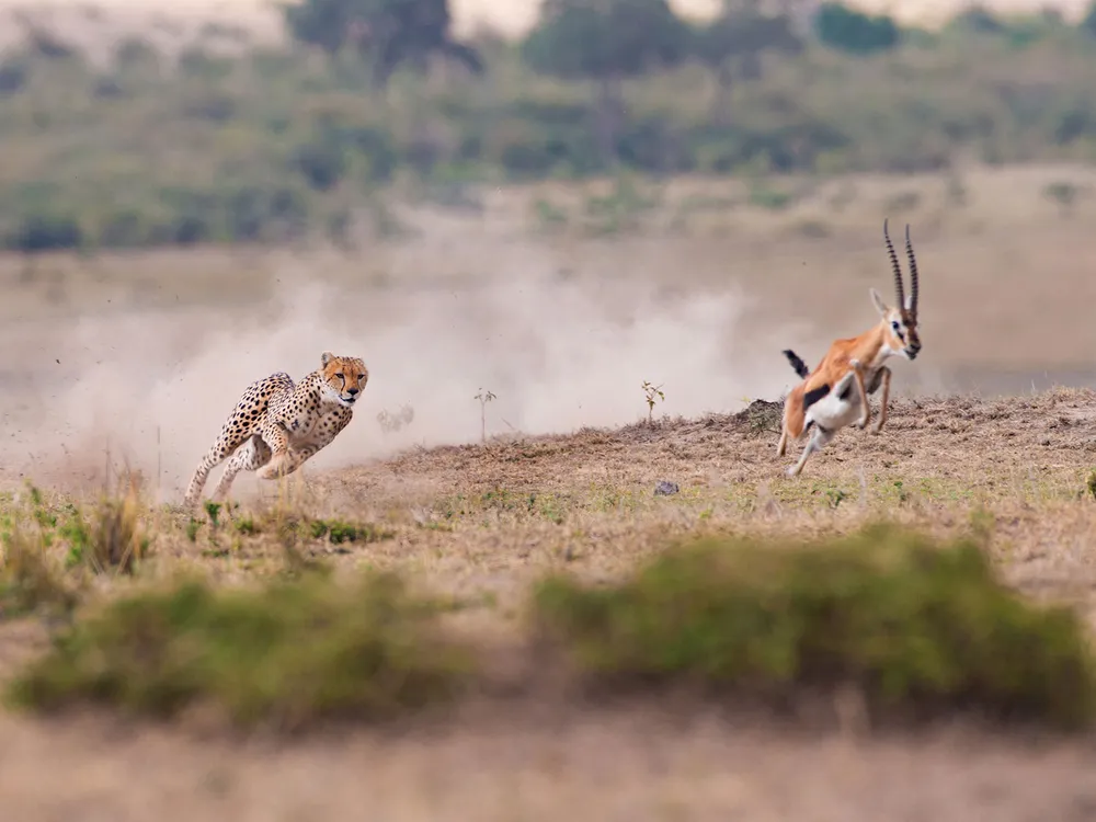 Cheetah Chases Impala