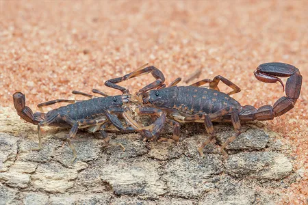 An Ananteris balzani scorpion couple interlocked in their elaborate mating dance. The male (left) has lost the end of his tail, rendering him unable to defecate. 