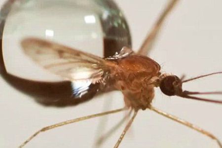 A new study uses high-speed videography to examine how mosquitoes survive the impact of raindrops.