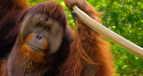 Adult male orangutans