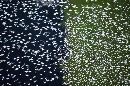 Thousands of migratory birds fly over Northern California in February.