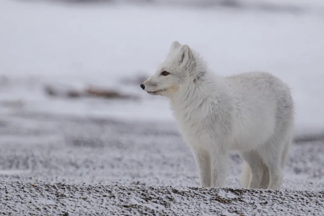 an arctic fox in snow