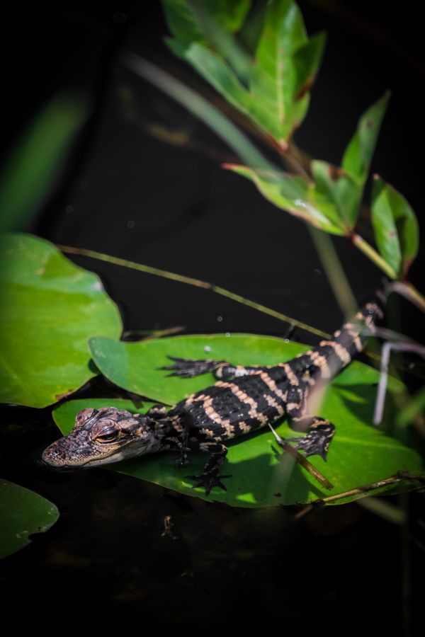 A few weeks old baby alligator thumbnail