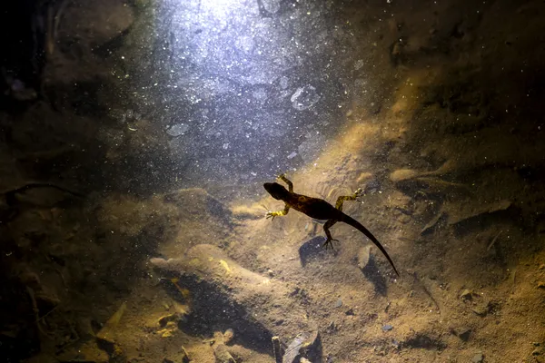 The Floating Gecko thumbnail