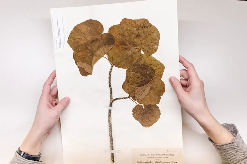 Hibiscadelphus wilderianus