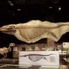 Whale-Sized Marine Reptiles Once Ruled the Seas icon