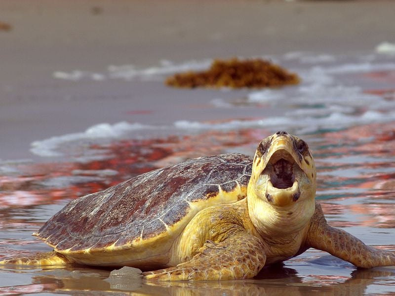 Night Watch, a Loggerhead Sea Turtle, delighted us when she took a deep ...