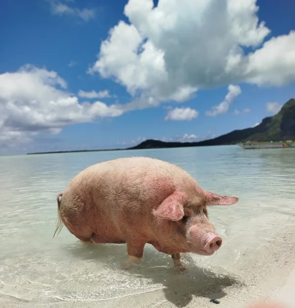 The pig from Maupiti thumbnail