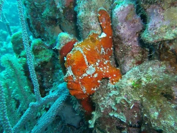 Frogfish Might Look Like Sponges, But They’re Super Fast