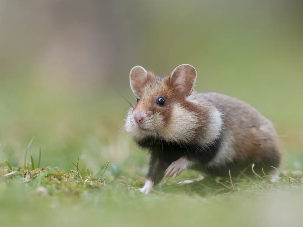 European Hamster