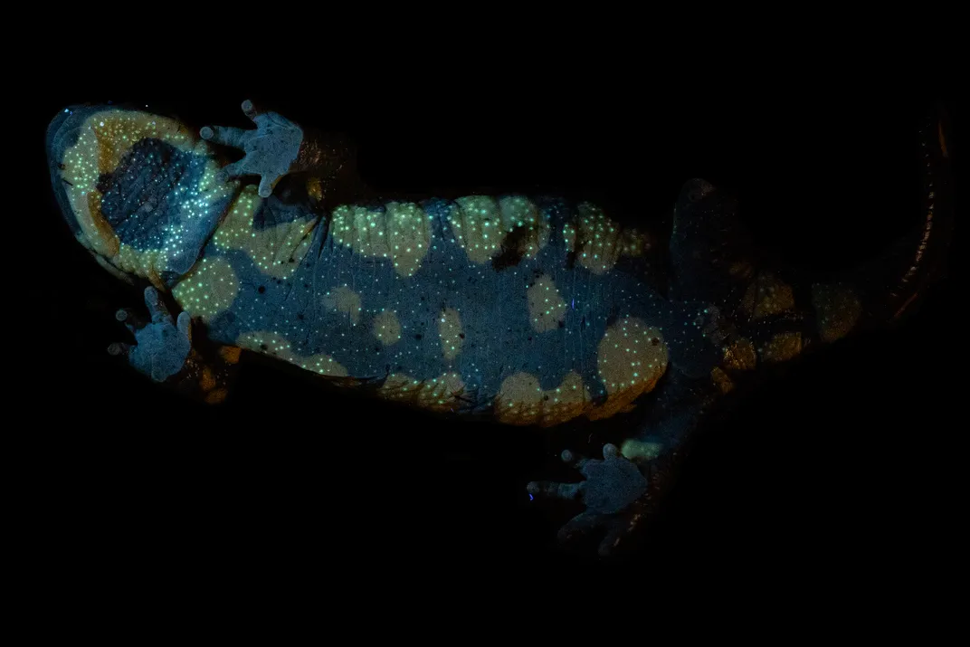 The underside of a fire salamander in UV light