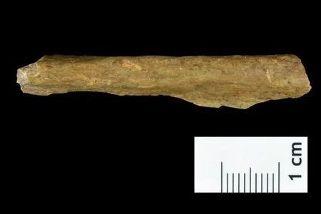 A fragment of early human bone uncovered in the excavation in Ranis, Germany