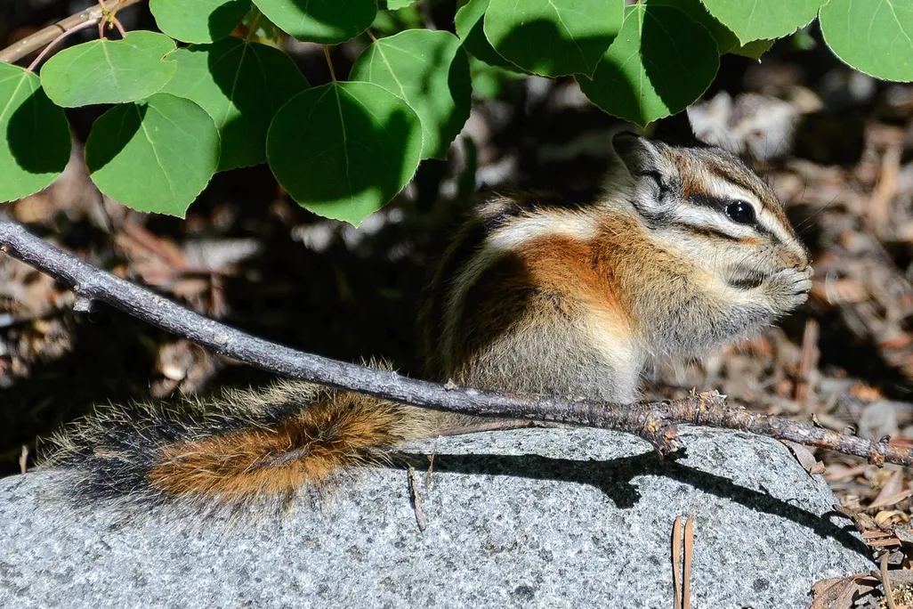 A lodgepole chipmunk sitting under a vine of leaves.
