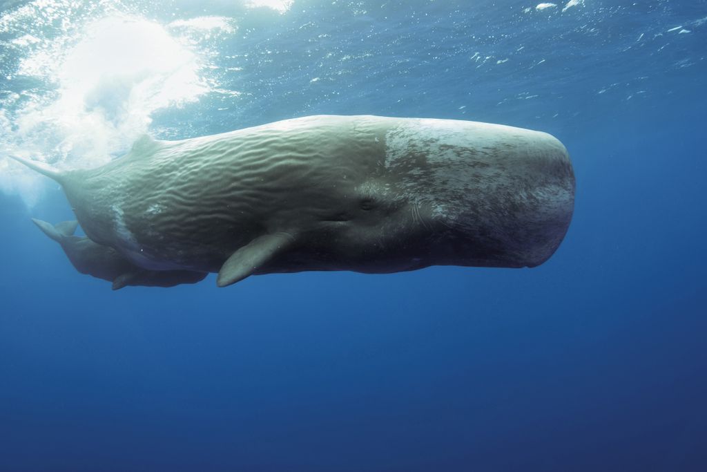 Sperm whale with calf underwater