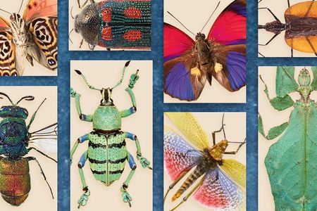 Featured insects include the Picasso moth, the violin beetle, the green milkweed grasshopper and the cuckoo wasp.