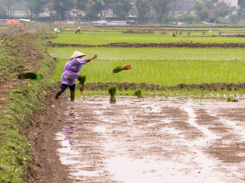 Throwing rice Smithsonian Photo Contest Smithsonian Magazine