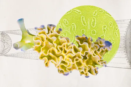 Like Astrophage, the solar-radiation-eating microbes in Andy Weir&rsquo;s novel Project Hail Mary, some sea slugs can derive energy from sunlight.