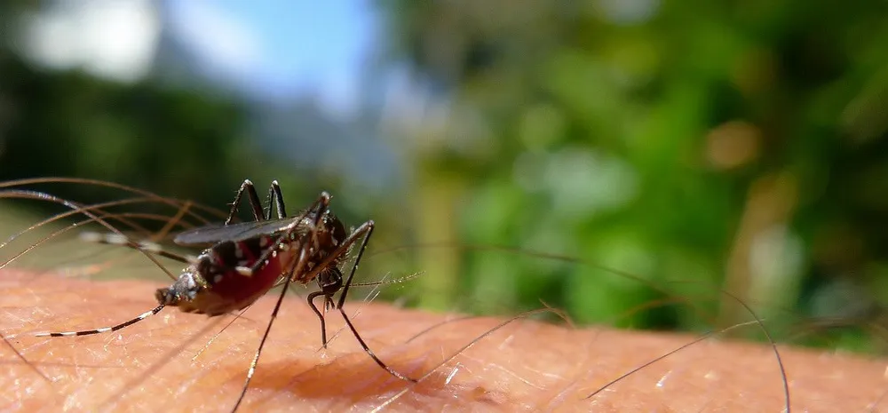 This Next-Generation Bug Spray Could Make You Invisible to Mosquitoes