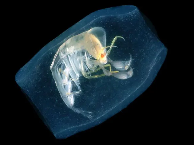 Deep Sea Amphipod