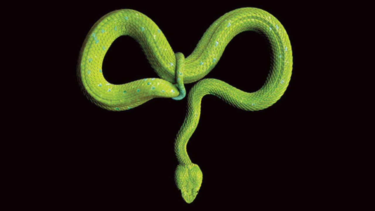 Snakes in a Frame: Mark Laita's Stunning Photographs of Slithering