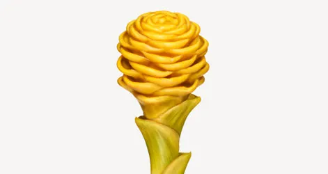 Beehive ginger