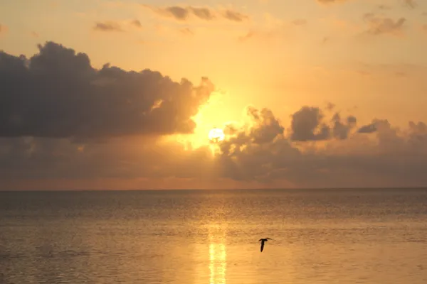 Early Morning on Heron Island thumbnail