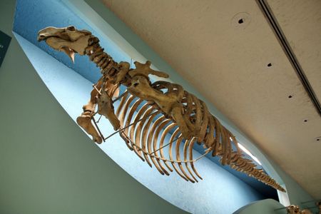 The skeleton of a Steller's sea cow hangs in the Smithsonian National Museum of Natural History
