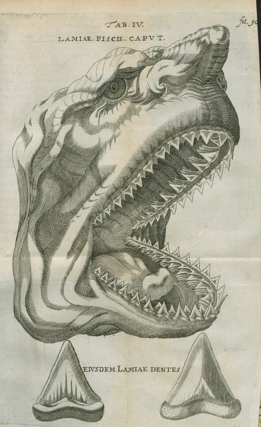 Black and white drawing of a megalodon shark head with jaws open from Nicholas Steno's scientific paper from 1667