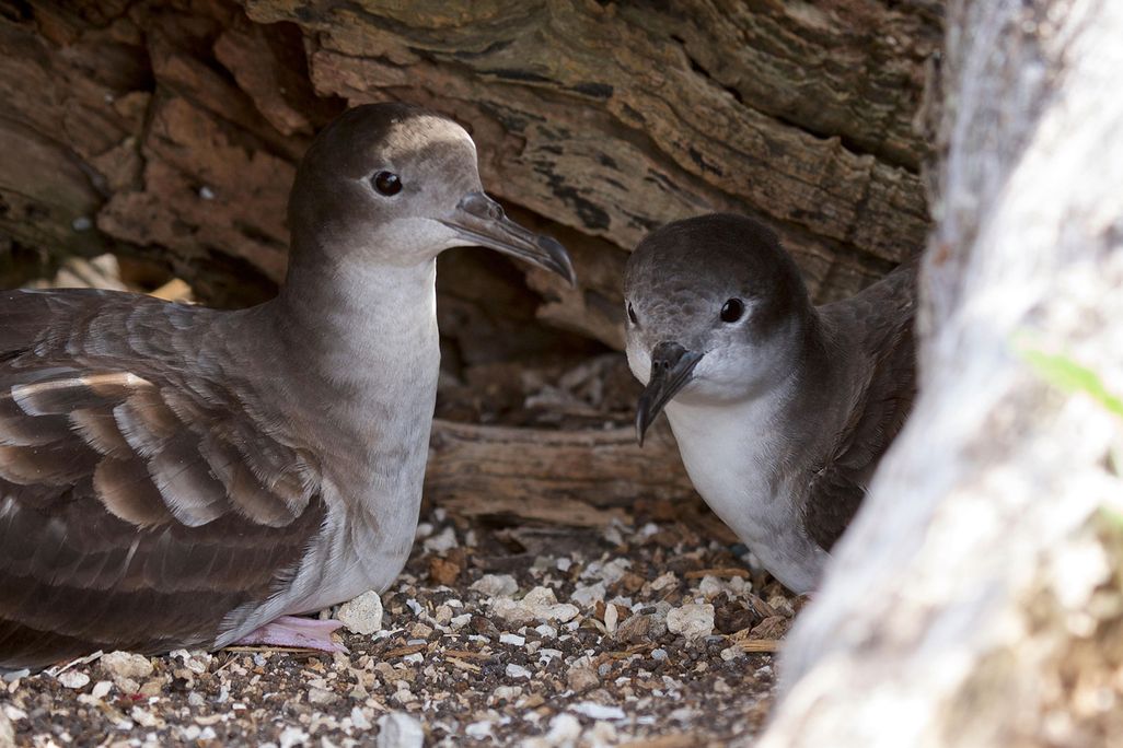 Wedge-tailed Shearwaters