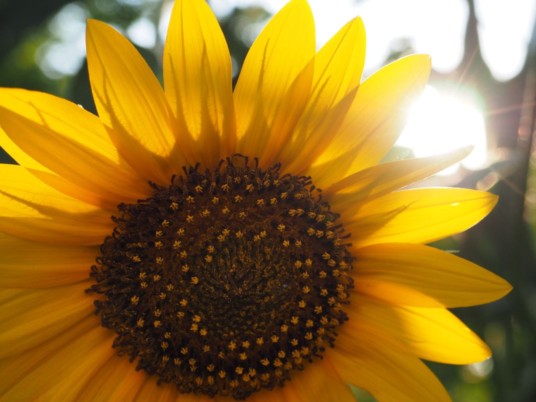 Sunshine and Sunflower | Smithsonian Photo Contest | Smithsonian Magazine