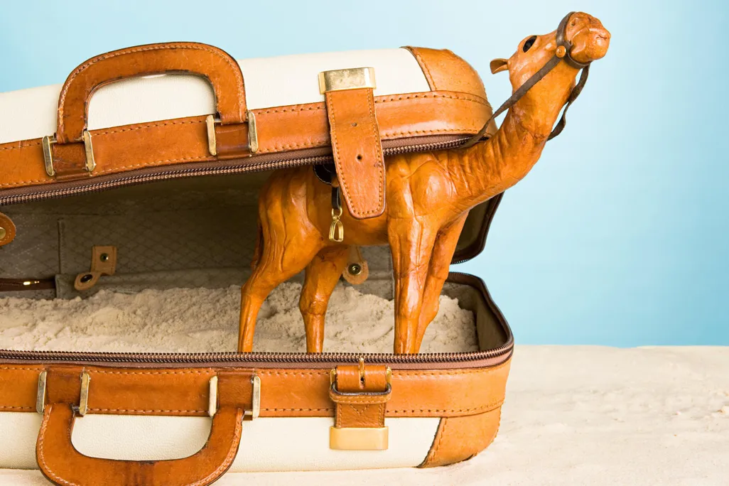 Camel in Suitcase