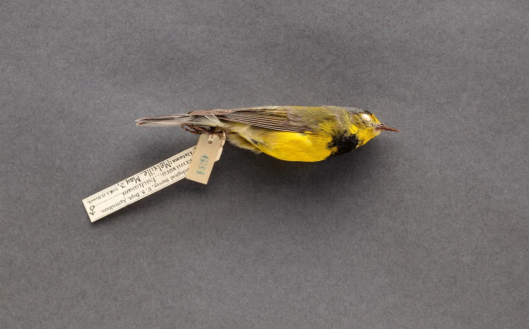 The skin of a male Bachman's warbler