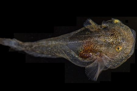 A variegated snailfish (Liparis gibbus)