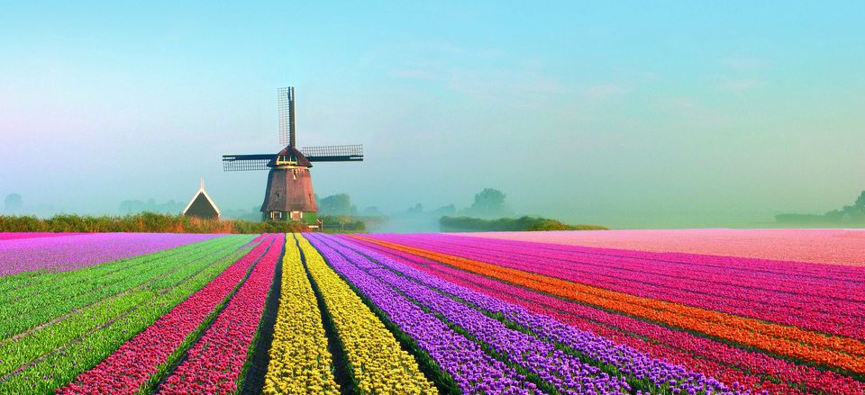  Tulip fields in bloom in the Netherlands are a wondrous sight. 