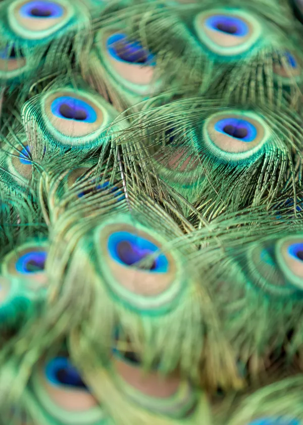 Peacock beauty in colours thumbnail