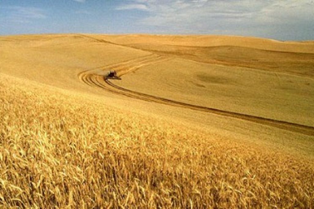 20120419124050wheat-small.jpg