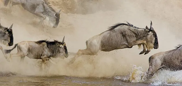 Wildebeest migration