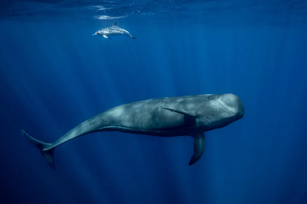 Pilot whale with Atlantic spotted dolphin
