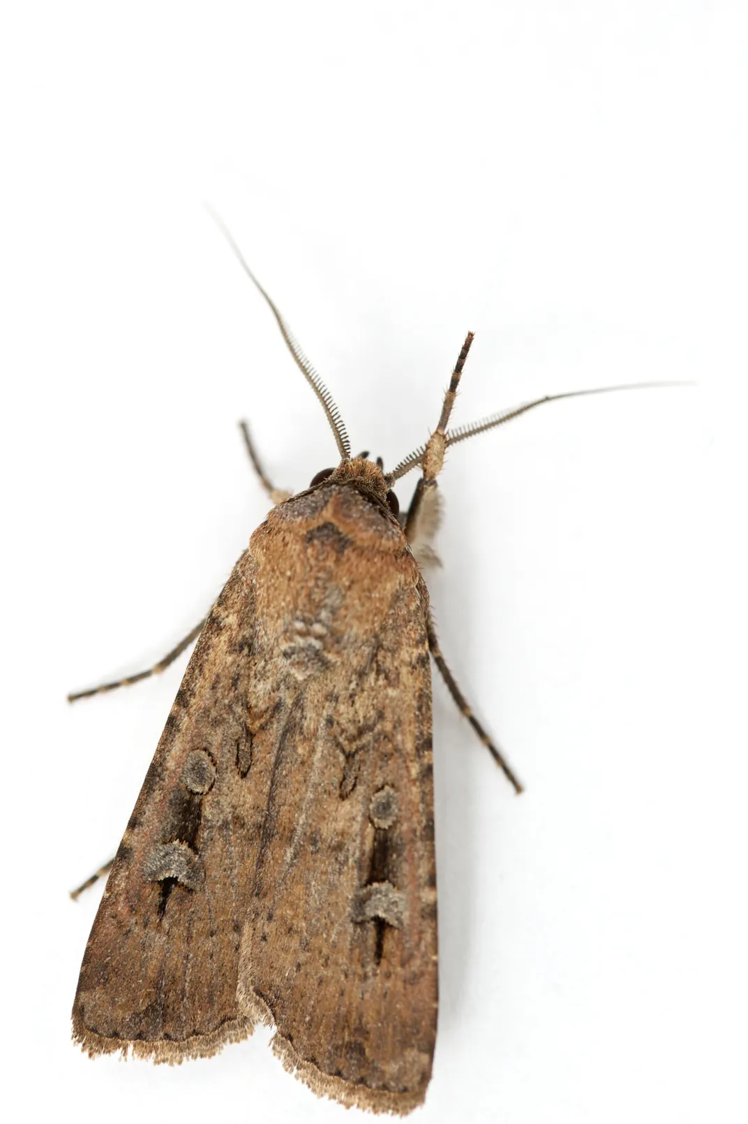 Small brown moth against white background