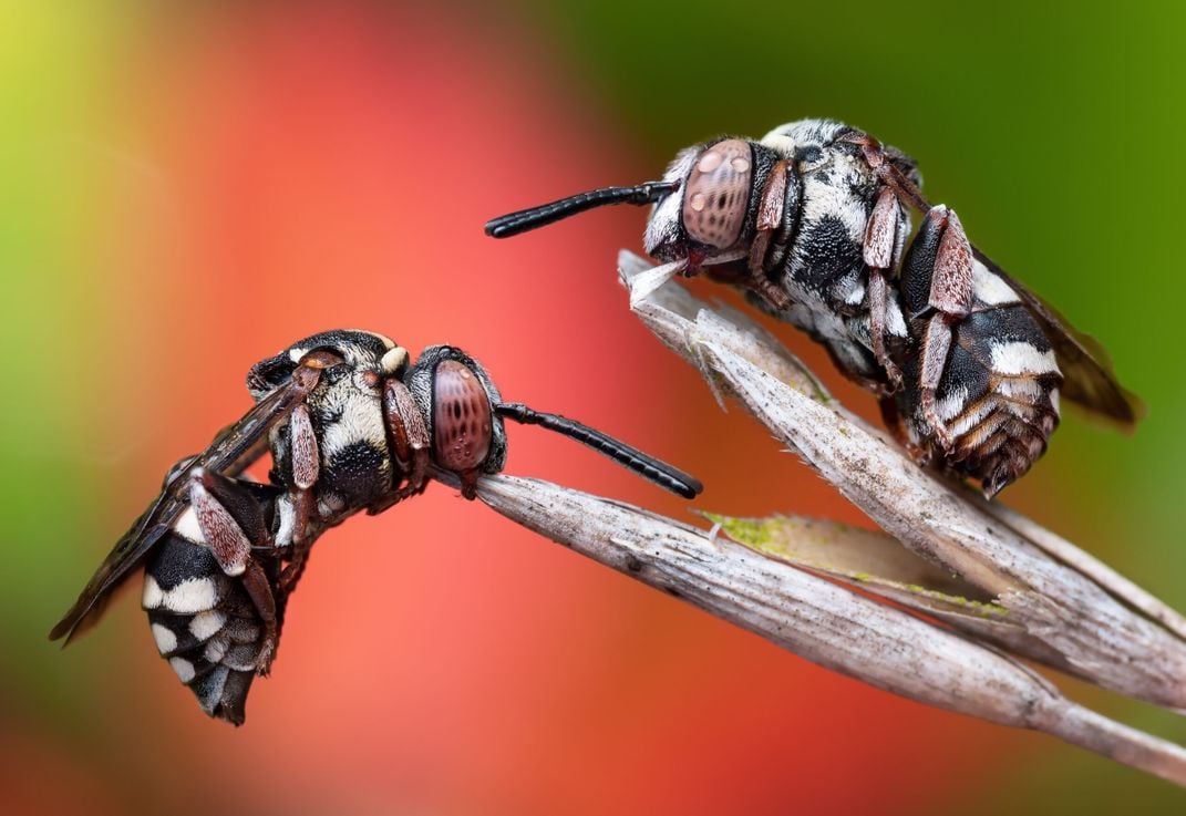 two black, white and red bees grip onto a brown blade of grass with their mandibles