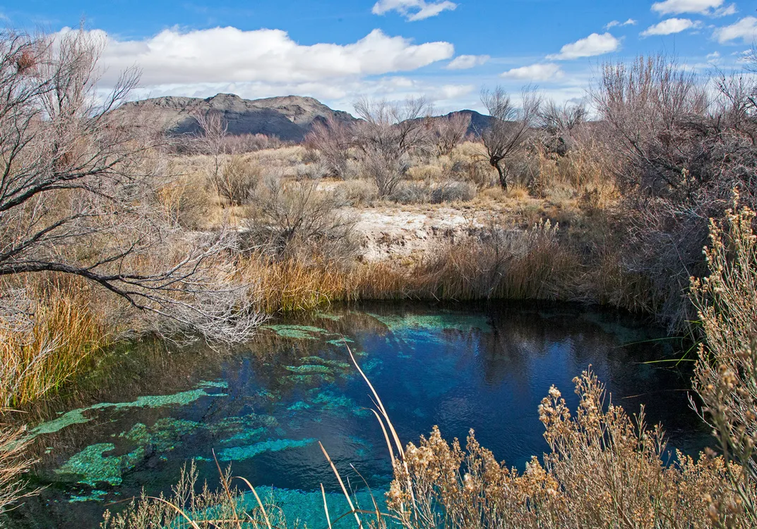 The Rarest Fish on Earth Has an Unlikely Home—Nevada