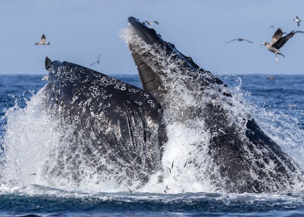 Humpback Whale Lunge Feeding on Anchovies thumbnail