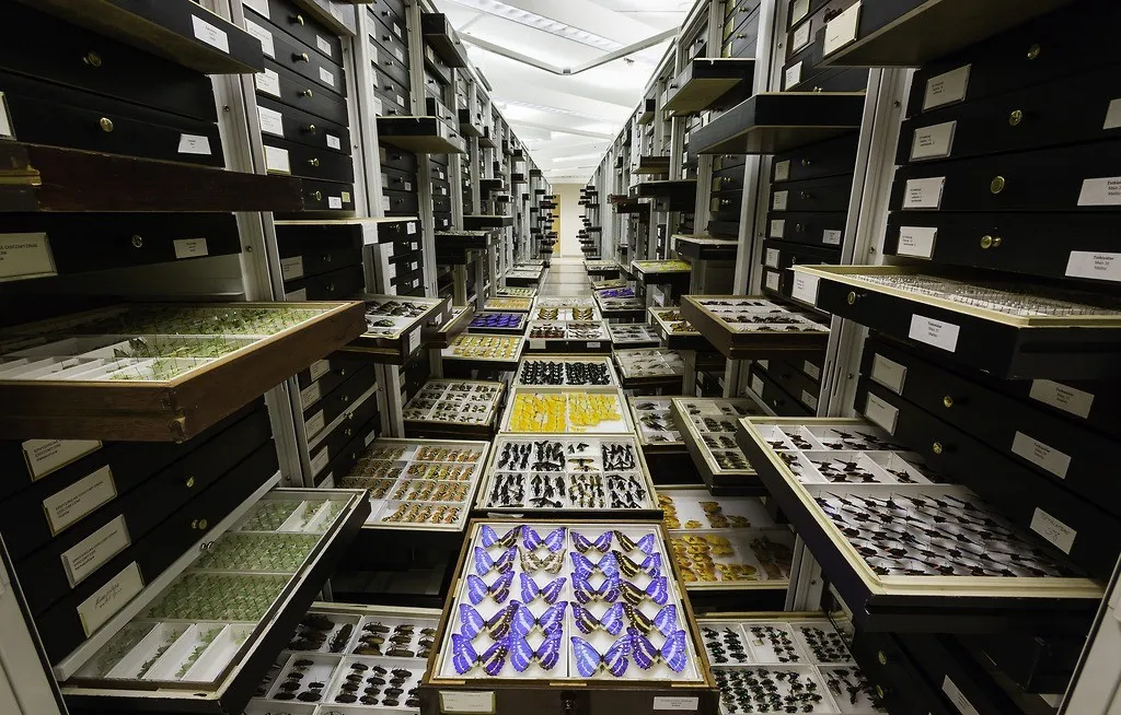 Aisle of open cabinet drawers full of insects.