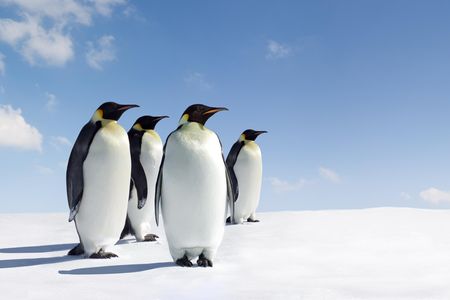 No one knows exactly how many Emperor penguins are left in Antarctica. 