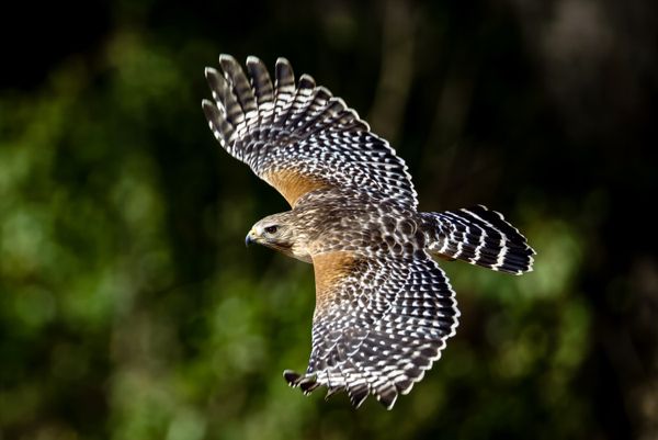 RED-SHOULDERED HAWK IN FLIGHT thumbnail