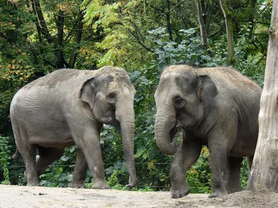 Two female Asian Elephants
