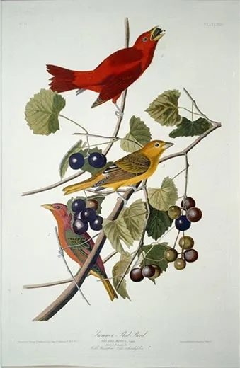 A Rare Copy of Audubon's 'Birds of America' Heads to Auction to