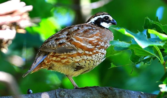 Forty years ago, the distinctive call of the bobwhite quail could be heard throughout Virginia’s grasslands. Today, their calls are fading.