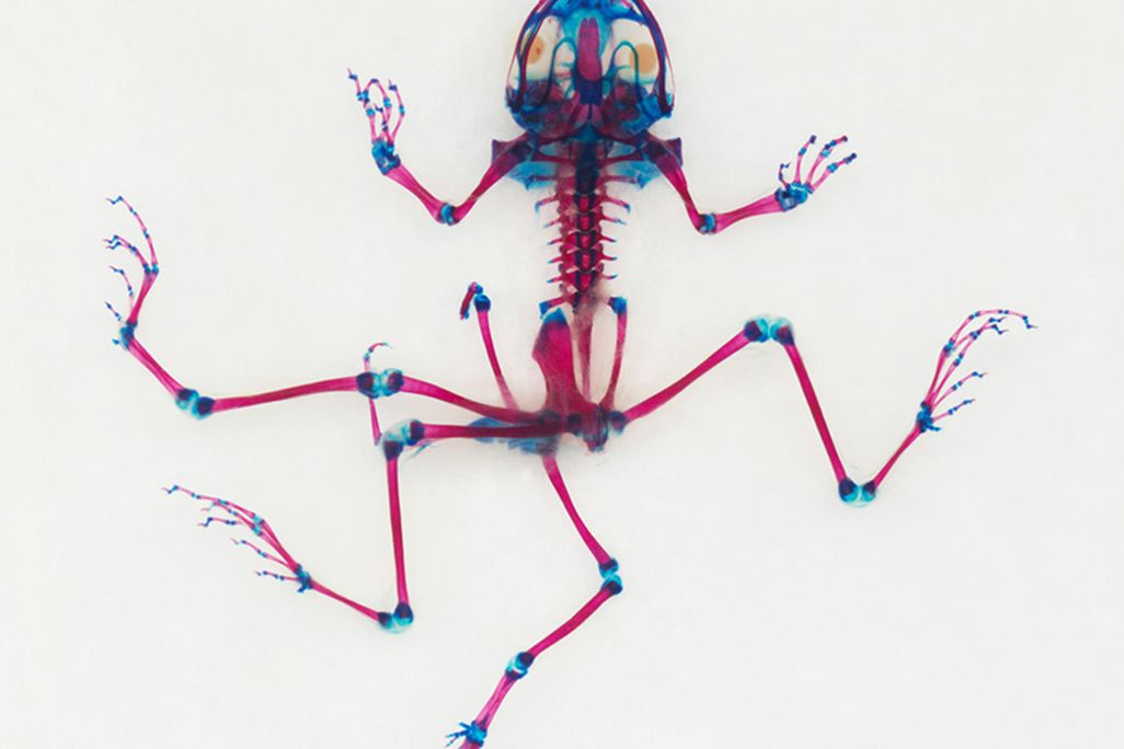 Ballengee-frog.jpg